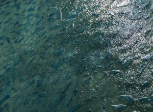 BluMohito waterwall